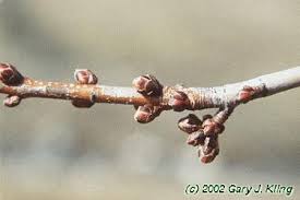 Attēlu rezultāti vaicājumam “Acer saccharinum bud”