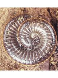 Attēlu rezultāti vaicājumam “Ommatoiulus vilnensis”