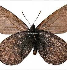 Attēlu rezultāti vaicājumam “Oeneis jutta underside”