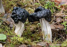 Attēlu rezultāti vaicājumam “Helvella lacunosa”