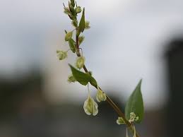 Attēlu rezultāti vaicājumam “Fallopia dumetorum”