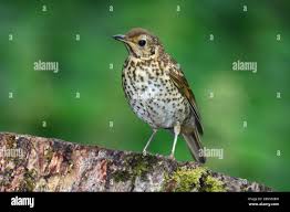 Attēlu rezultāti vaicājumam “Turdus philomelos juvenile”