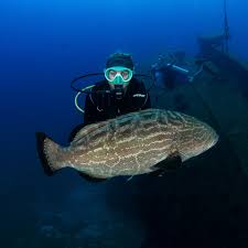 Image result for Great Western Divers