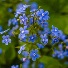 Attēlu rezultāti vaicājumam “Myosotis sylvatica”