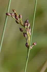 Attēlu rezultāti vaicājumam “Juncus inflexus bud”