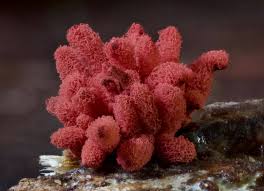 Attēlu rezultāti vaicājumam “Arcyria denudata spores”