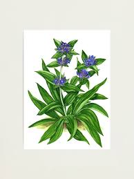 Attēlu rezultāti vaicājumam “Gentiana cruciata”