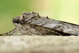 Attēlu rezultāti vaicājumam “Catocala nupta”