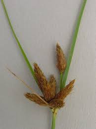 Attēlu rezultāti vaicājumam “Bolboschoenus maritimus”