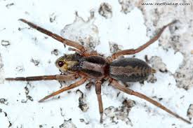 Attēlu rezultāti vaicājumam “Miturgidae”