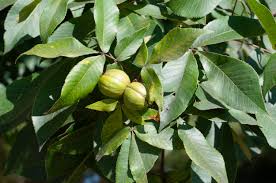 Attēlu rezultāti vaicājumam “Carya ovata fruit”