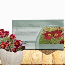 Attēlu rezultāti vaicājumam “Armeria vulgaris bud”