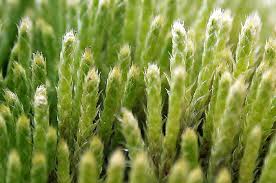 Attēlu rezultāti vaicājumam “Philonotis calcarea”