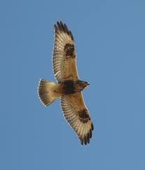 Attēlu rezultāti vaicājumam “Buteo lagopus”