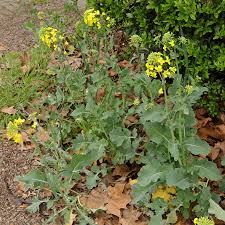 Attēlu rezultāti vaicājumam “Brassica napus”