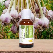 Attēlu rezultāti vaicājumam “Allium sativum bud”