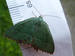 Attēlu rezultāti vaicājumam “Hemithea aestivaria”