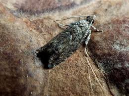 Attēlu rezultāti vaicājumam “Epinotia immundana”