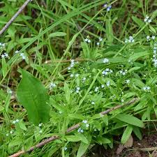 Attēlu rezultāti vaicājumam “Myosotis laxa subsp. baltica leaf”