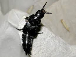 Attēlu rezultāti vaicājumam “Quedius dilatatus”