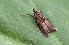 Attēlu rezultāti vaicājumam “Phycita roborella”