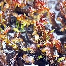 Attēlu rezultāti vaicājumam “Hamatocaulis lapponicus”