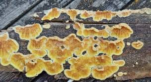 Attēlu rezultāti vaicājumam “Pseudomerulius aureus”