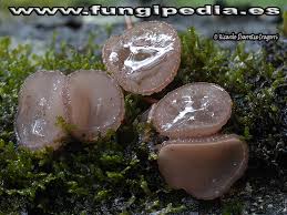 Attēlu rezultāti vaicājumam “Neobulgaria pura”