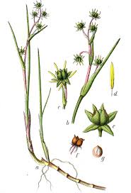 Attēlu rezultāti vaicājumam “Scheuchzeria palustris”