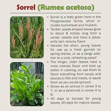 Attēlu rezultāti vaicājumam “Rumex acetosa”