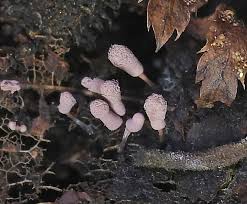 Attēlu rezultāti vaicājumam “Arcyria denudata spores”