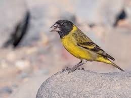 Attēlu rezultāti vaicājumam “Carduelis spinus male”