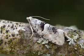 Attēlu rezultāti vaicājumam “Epinotia bilunana”