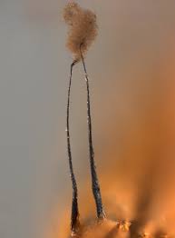 Attēlu rezultāti vaicājumam “Comatricha alta macro”