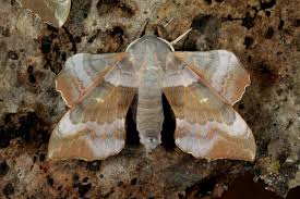 Attēlu rezultāti vaicājumam “Laothoe populi imago”