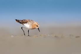 Image result for Calidris ruficollis