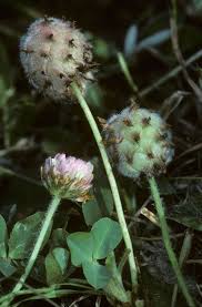 Attēlu rezultāti vaicājumam “Trifolium fragiferum”