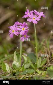 Attēlu rezultāti vaicājumam “Primula farinosa flower”