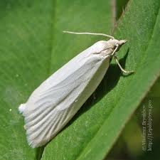 Attēlu rezultāti vaicājumam “Eana incanana”