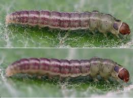 Attēlu rezultāti vaicājumam “Gelechia rhombella”