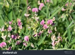 Attēlu rezultāti vaicājumam “Lathyrus sylvestris”
