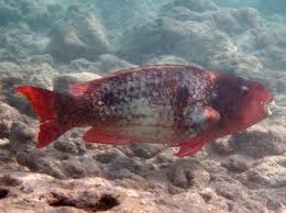 Image result for Scarus rubroviolaceus