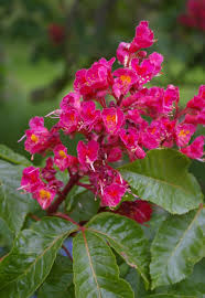 Attēlu rezultāti vaicājumam “Aesculus x neglecta flower”