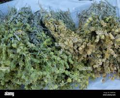 Attēlu rezultāti vaicājumam “Scardia boletella”