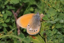 Attēlu rezultāti vaicājumam “Coenonympha glycerion”