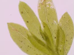 Attēlu rezultāti vaicājumam “Fissidens bryoides sporophyte”