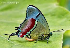 Image result for Papilionoidea