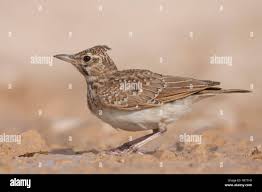 Attēlu rezultāti vaicājumam “Galerida cristata adult”