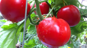 Afbeeldingsresultaat voor earliana tomato