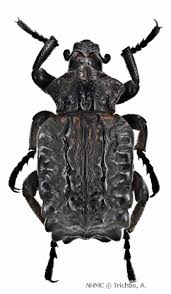 Image result for Brachycerus undatus